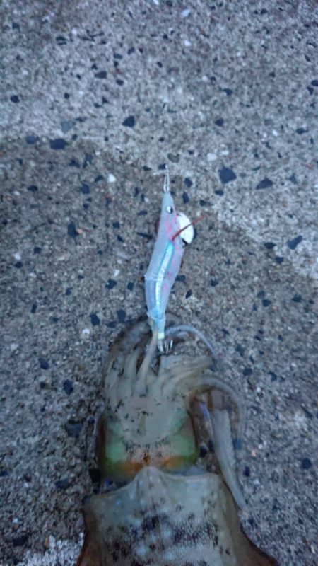 対馬エギング釣果
