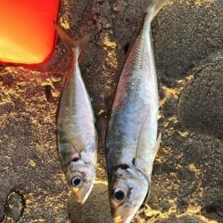 朝マヅメ　サーフアジング