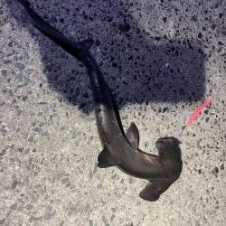 タチウオ狙いですぐにアタリが…