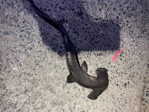 タチウオ狙いですぐにアタリが…