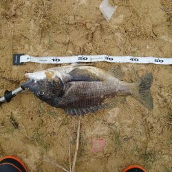 キス29cm/チヌ49cm