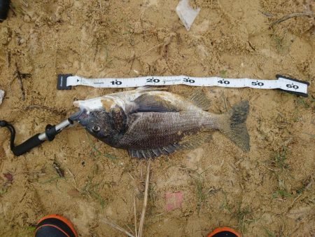 キス29cm/チヌ49cm