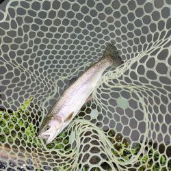 雨のなごみの湖