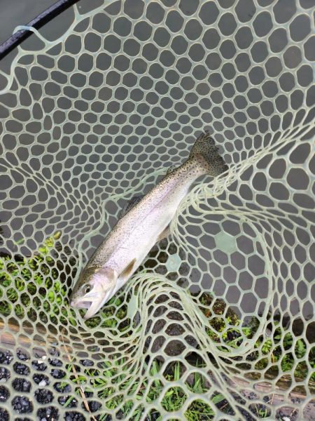 雨のなごみの湖