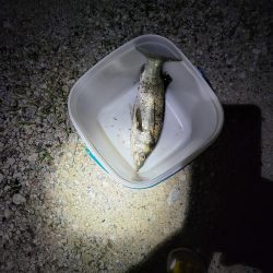 はじめましてスズキさん🎵