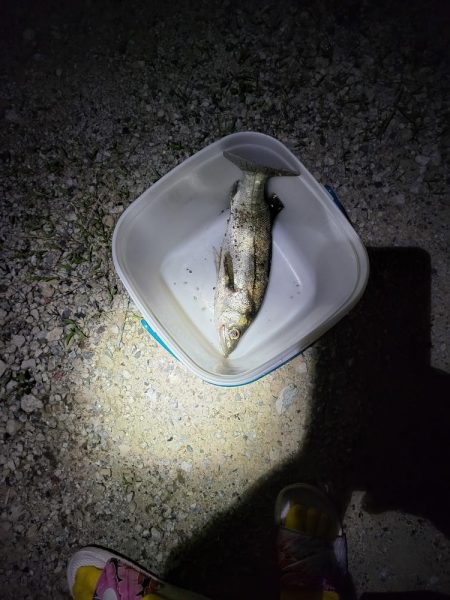 はじめましてスズキさん🎵