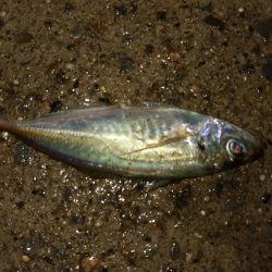 7月もまだメバリングできました。