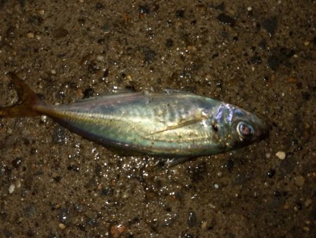 7月もまだメバリングできました。