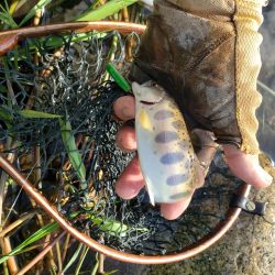 夕立降りに期待したがさっぱり