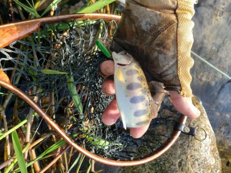 夕立降りに期待したがさっぱり