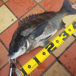 大雨後、初釣果