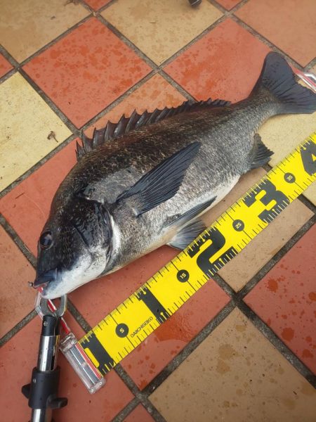 大雨後、初釣果