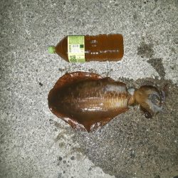 暑いので夕方から夜開けまでの釣行