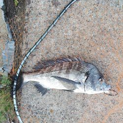 やっぱりチヌしか…