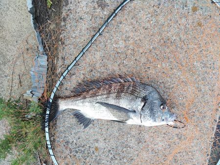 やっぱりチヌしか…