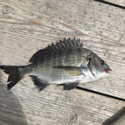 たかたかの釣り日記