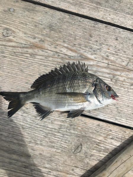 たかたかの釣り日記
