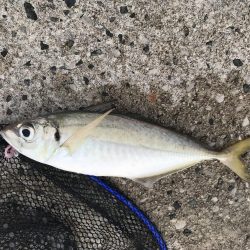 鳥取アジング