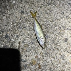 アジングのはずだったんですが、、、