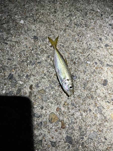 アジングのはずだったんですが、、、