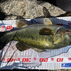 カバースキャット