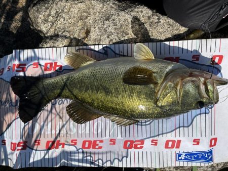 カバースキャット