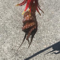 タコ釣りライバル満載でのシーサイド