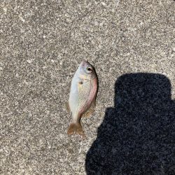 ルアー釣り2匹目