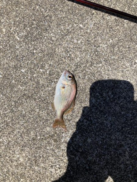 ルアー釣り2匹目