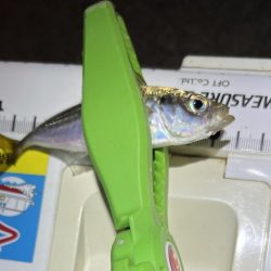 sunday night お豆アジング