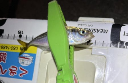 sunday night お豆アジング