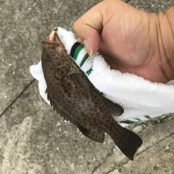 ガッシーと小オオモン