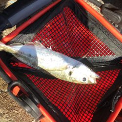 サーフ フラット マゴチ