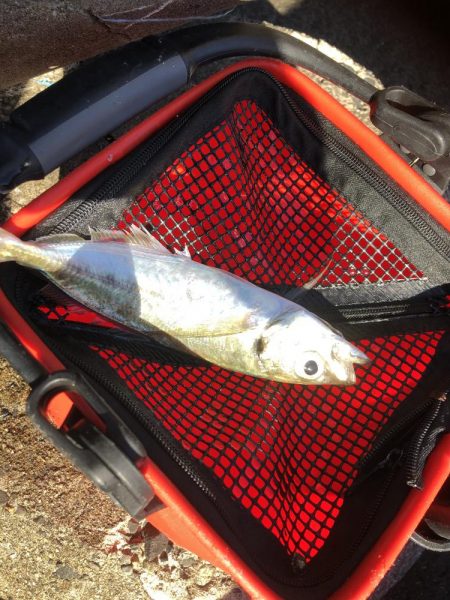 サーフ フラット マゴチ