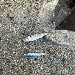 ひでりアジ渋い！