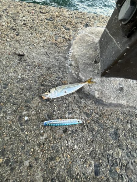 ひでりアジ渋い！