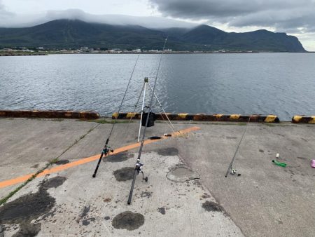 小サバが釣れ始めました