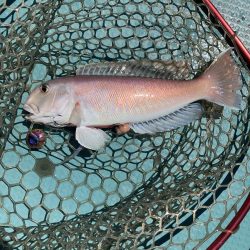 橘沖でシロアマダイ