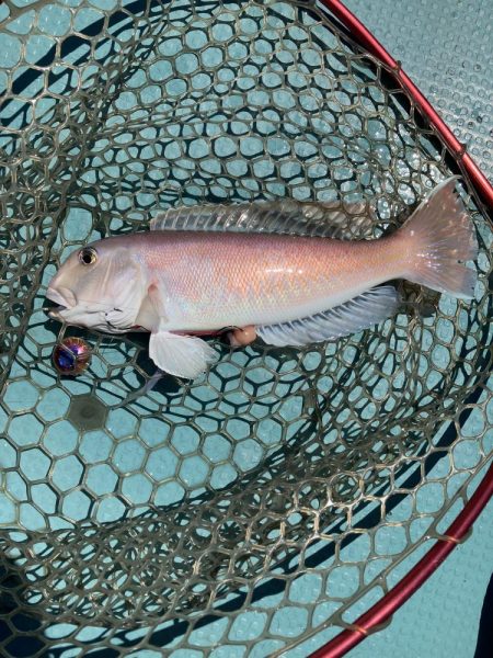 橘沖でシロアマダイ