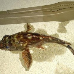 厳しい釣行でアジは留守でした