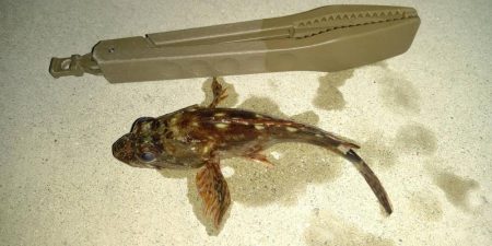 厳しい釣行でアジは留守でした