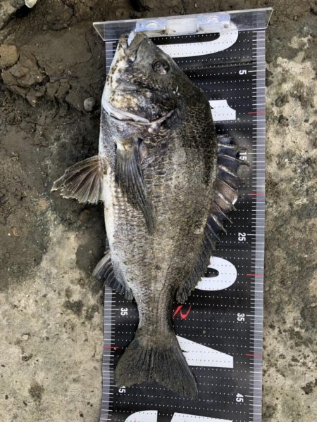 イチノ兄弟、釣果！