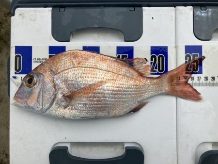 三邦丸さん早朝便で五目