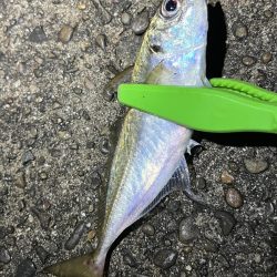 今年はアジが少なくないですか？