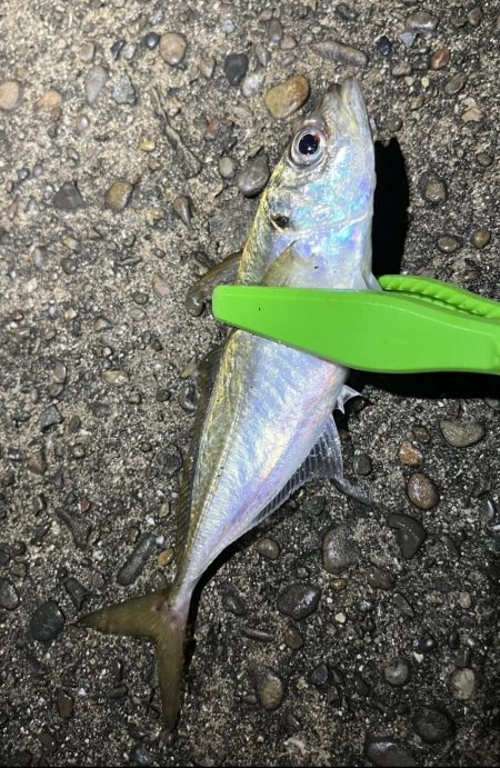 今年はアジが少なくないですか？