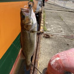 船下居付きシーバス