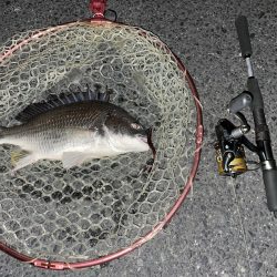 久しぶりのチヌゲー