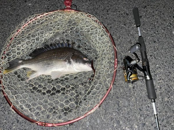 久しぶりのチヌゲー