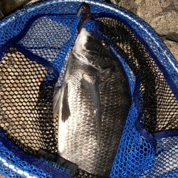 チヌハンターパート19