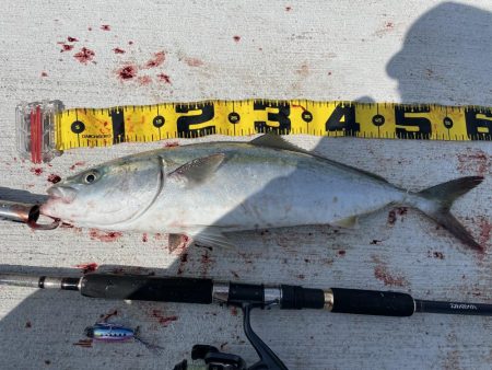 伊島で2日連続青物！